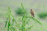 59425 Saxicola rubetra (Stiaccino)